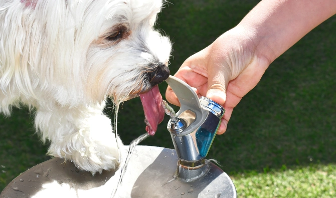 How Much Water Should A Puppy Drink