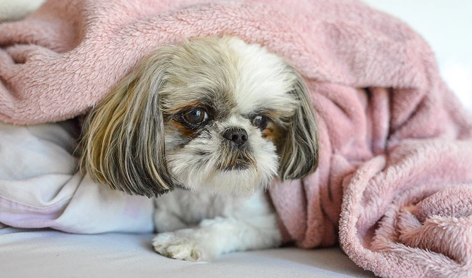 Shih Tzu