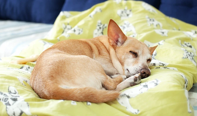 Common Issues in Purebred Puppies 4