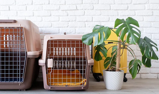 How To Crate Train 2