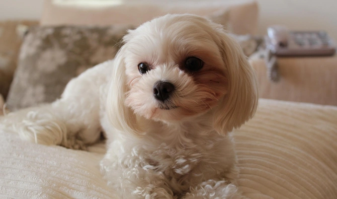 How To House Train 2