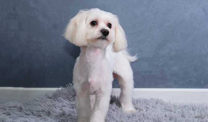 How To House Train 4