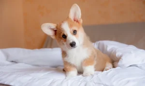 Puppy Nutritional Essentials