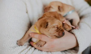 Puppy Coming Home Soon