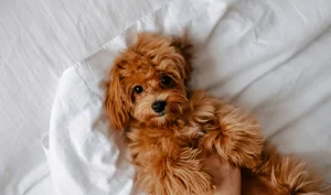 Puppy Socialization 101