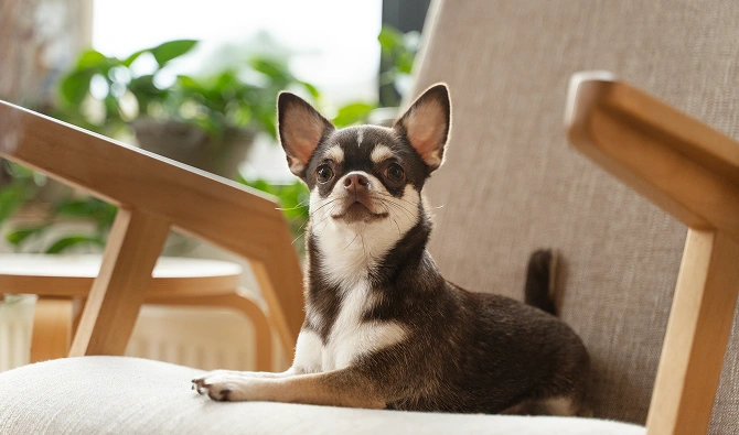 Small Space, Big Heart