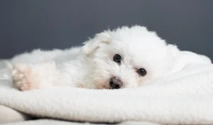 1. The Maltese Dog_