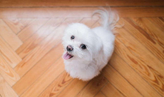 Maltese vs. Yorkie 2