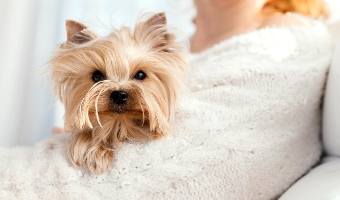 Maltese vs. Yorkie 3
