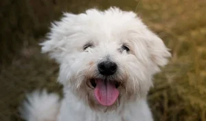 Maltese vs. Yorkie