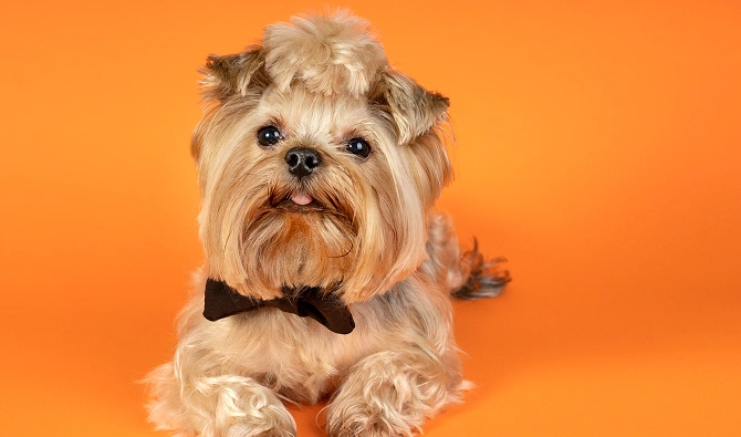The Yorkie Dog 3