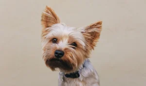 The Yorkie Dog