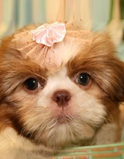 Trusted Shih Tzu Breede 2