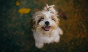 Shih Tzu Breeder’s Guide to Nutrition & Growth