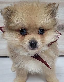 classic pomeranian